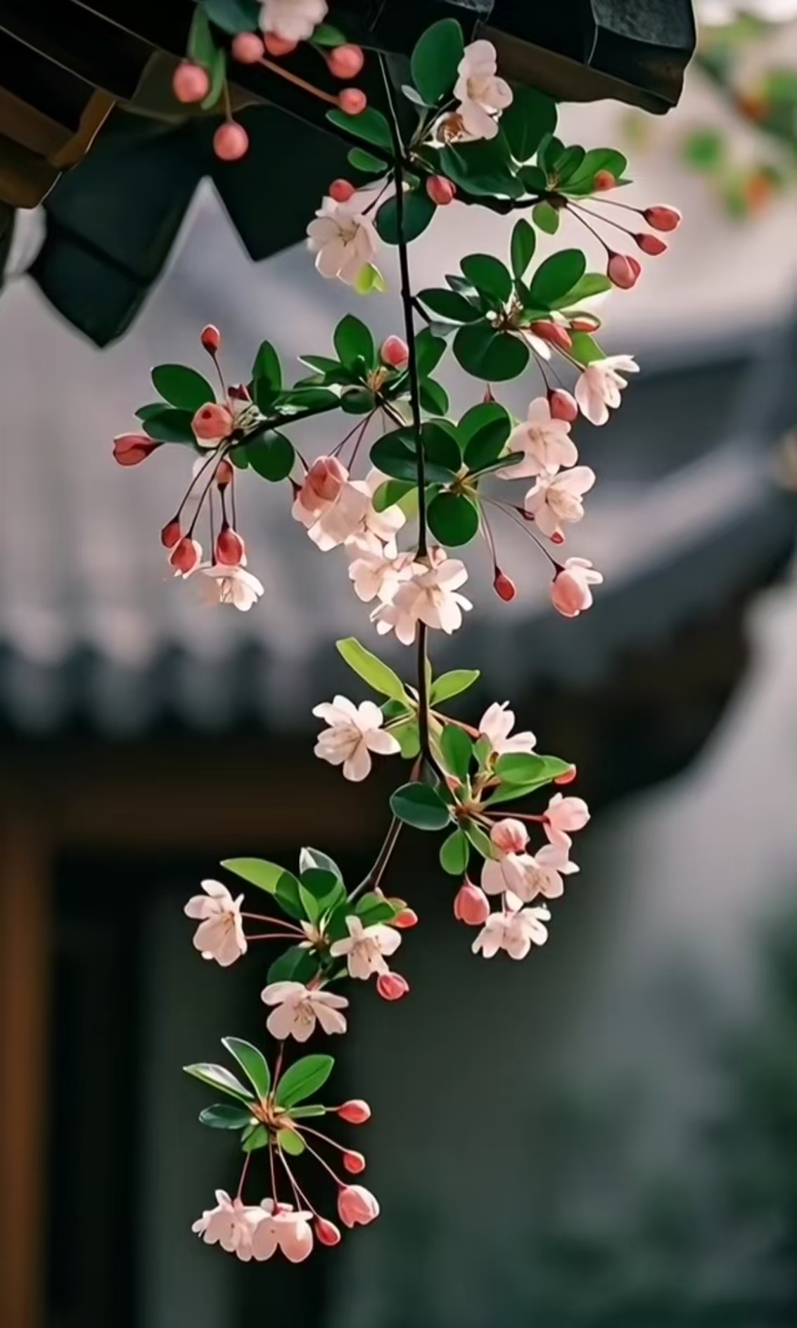 【敏思】垂丝海棠的诗意时光