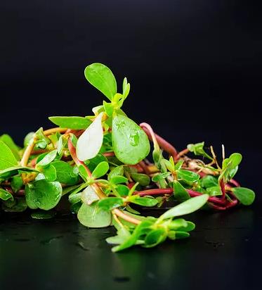 【流年·降临】家乡的野菜（征文·散文）