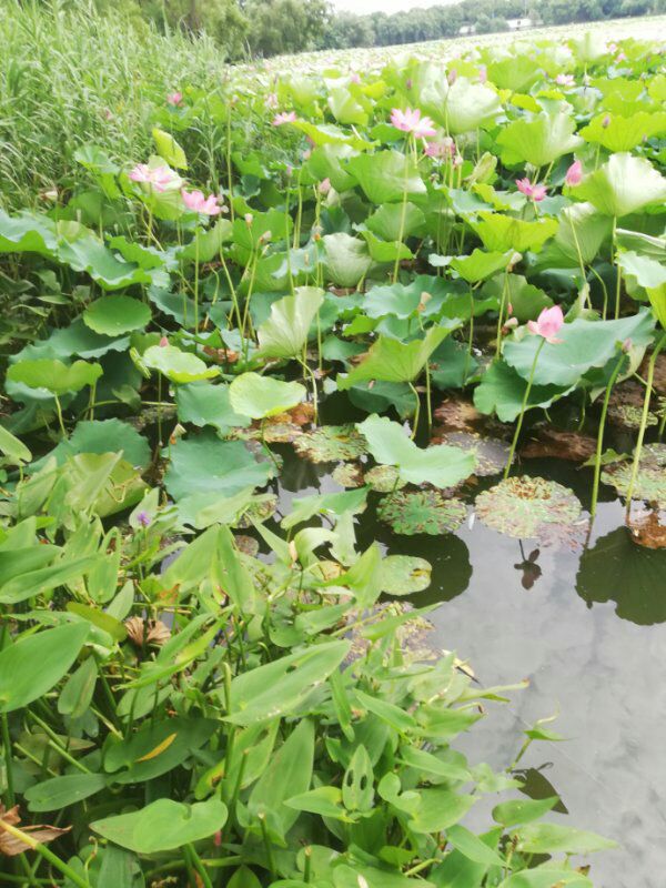 【丁香·丁香花开】粽叶飘香时，游览桃子湖（散文）