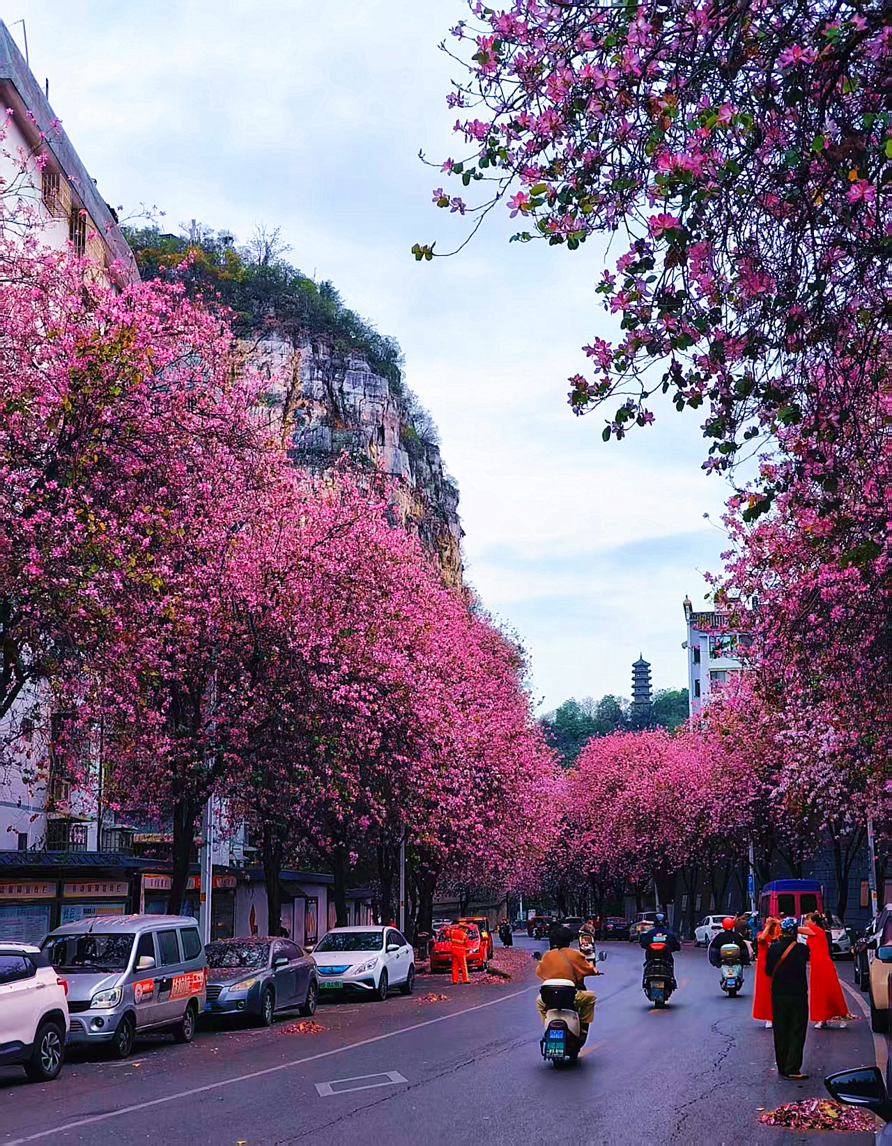 【江山·风景线】【宁静】花开柳州（散文）