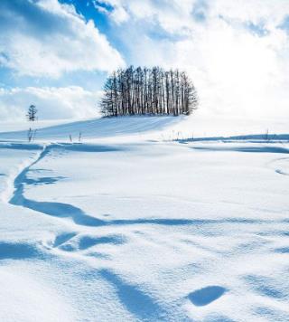 【流年·雪】赏雪（征文·散文）