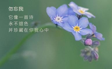 【荷塘“有奖金”征文】情深一株勿忘我（散文）