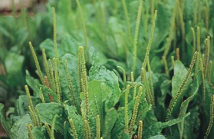 【荷塘“PK大奖赛”】诗经里的植物（散文）