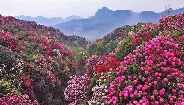 【宁静·涵】杜鹃花海映山红（散文）