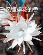 【浪花•感动】风中七章（组诗）