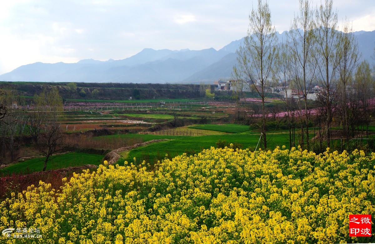 【丁香·丁香花开】深深的留恋（组诗）