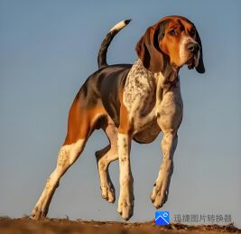 【云水·忆】最后的猎狗（散文）