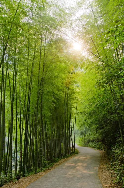 【江南】说竹（散文）