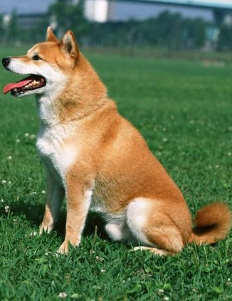 【菊韵】柴犬布丁（散文）