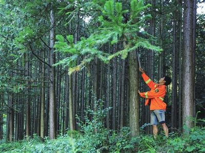 【江山多娇】山狗护林（小说）