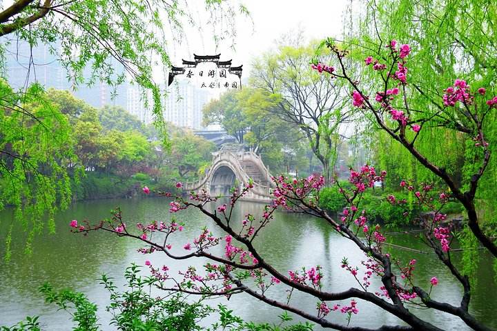 【荷塘】回望春天（散文）