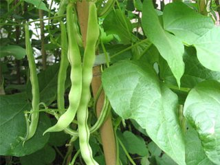 韭菜和豆角（童诗两首）