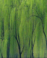 柳树（记叙文）