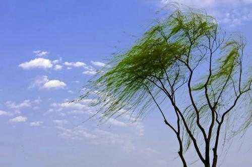 【流年·降临】风吹过春天的发梢（征文·诗歌）