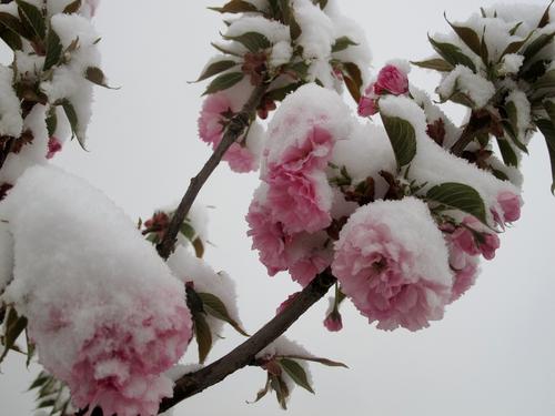 【丹枫】四月雪（散文）