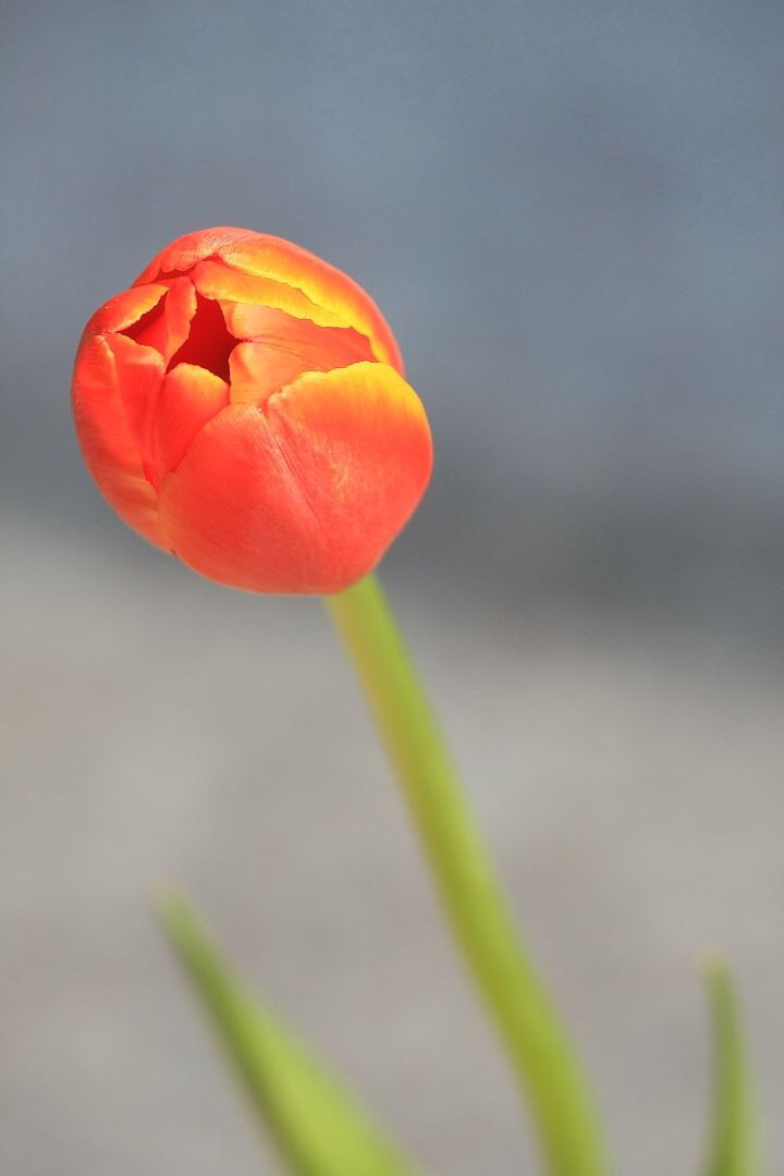 【菊韵】自由行走的花（组诗）
