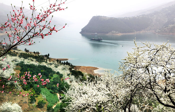 【南山】春游赤水长江半岛（散文）