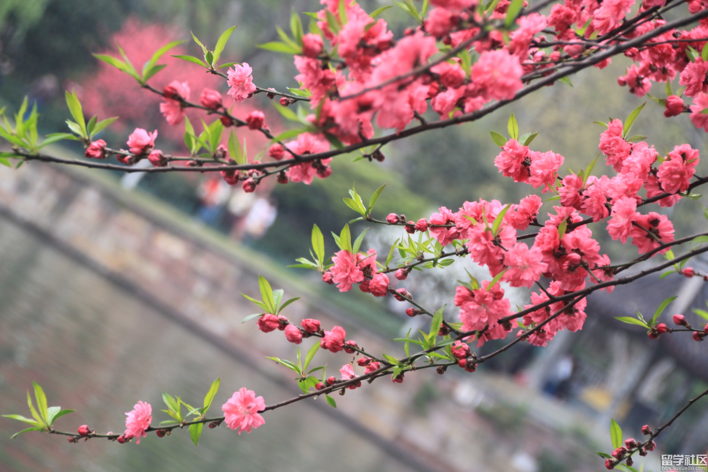 【丁香花开】关于二月（外二首）