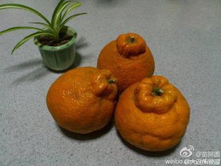 丑橘（记叙文）