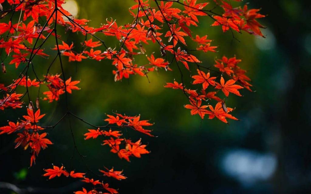 【八一】清秋序（古韵）
