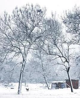 【流年·雪】雪途同行（征文·散文）