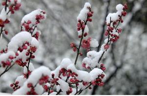 【八一】青玉案·雪梅（古韵外三阕·家园）