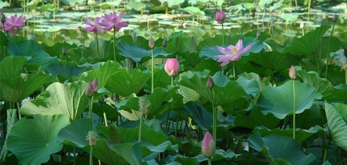【丁香】春野（外四首）（诗词）