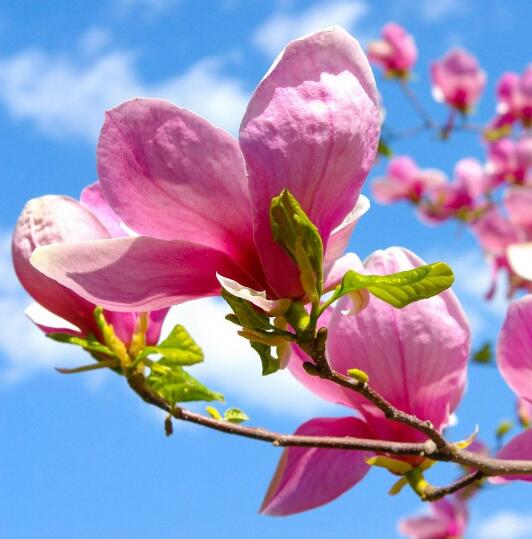 【菊韵】绽放的玉兰花（小说）