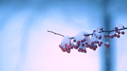【丹枫】雪之韵（组诗）