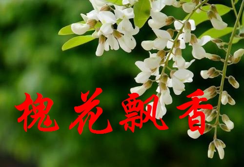 【丁香花语】又到槐花飘香时（散文）