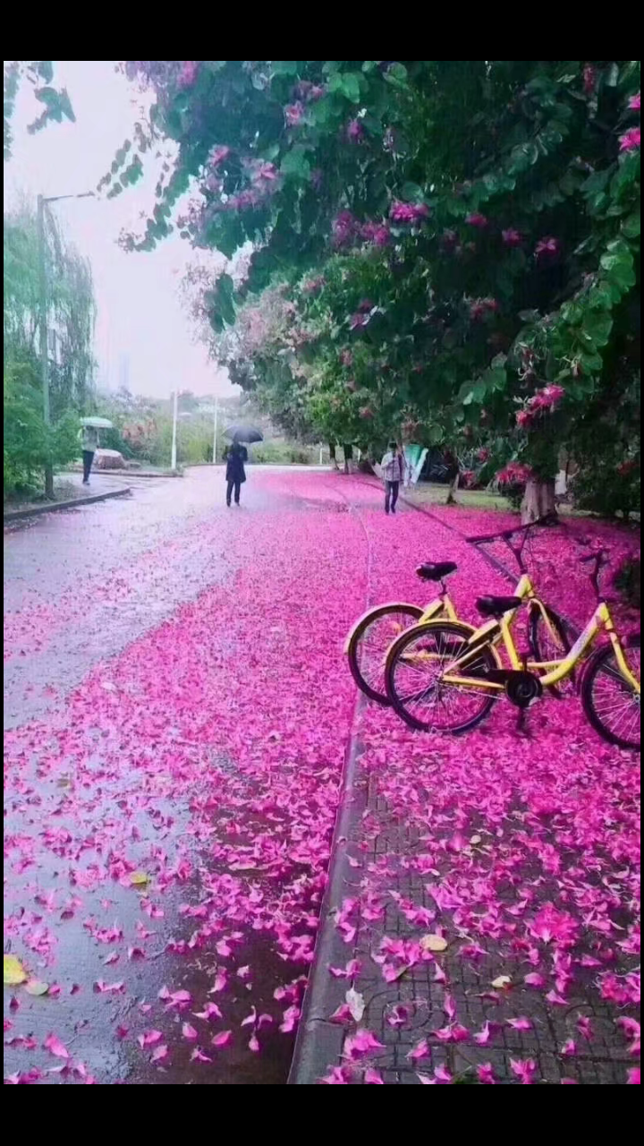 【八一】那年那月那落花 （散文·家园）