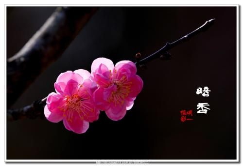 【暗香·感动】这一年，江山（散文）