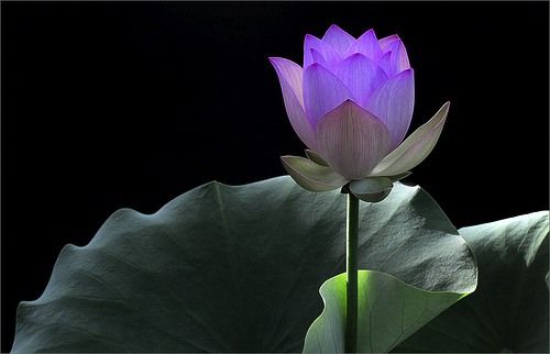 【星月】让所有的臣民沿途祷告，江山静若繁星（诗歌）