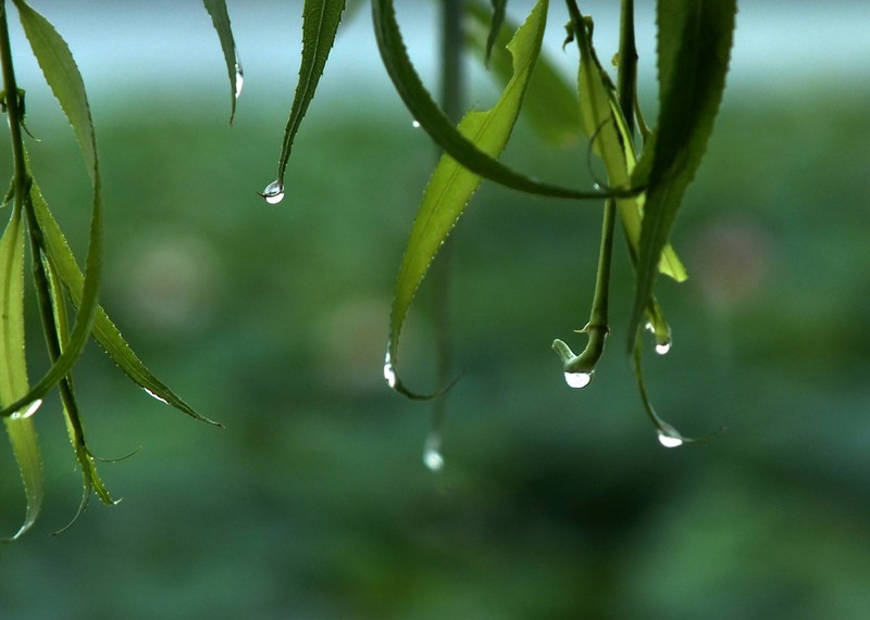 【丹枫】走出雨季（微型小说）
