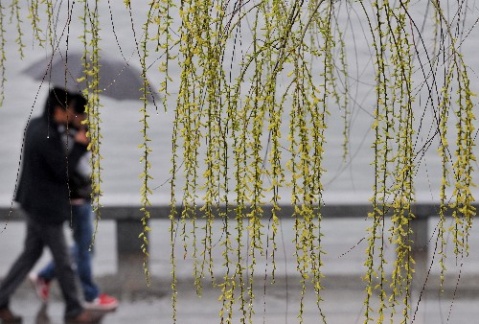 【流云追梦杯】追寻在绵绵春雨的时节（散文）