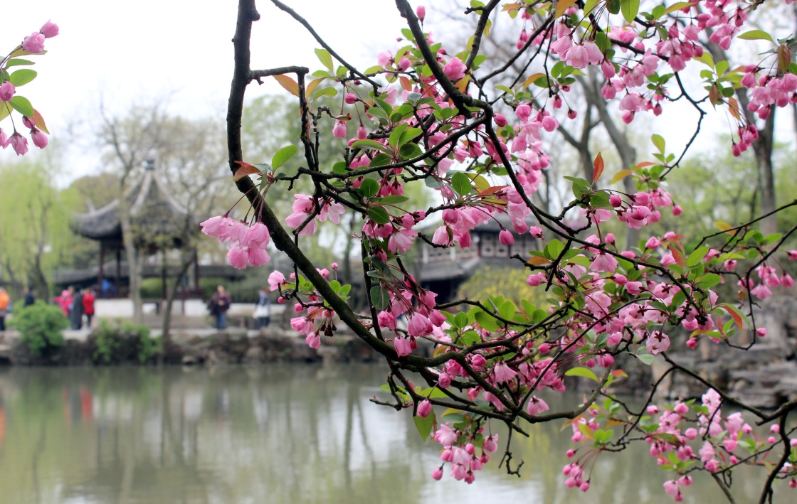 误入海棠深处(想象作文)