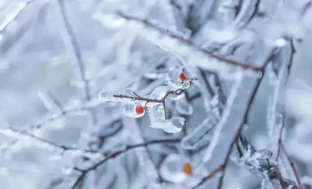 【暗香】雪化无痕（散文）