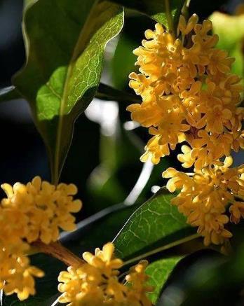【流年·人间值得】一树桂花飘香来（征文·散文）
