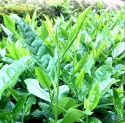 【酒家】问茶（诗歌）