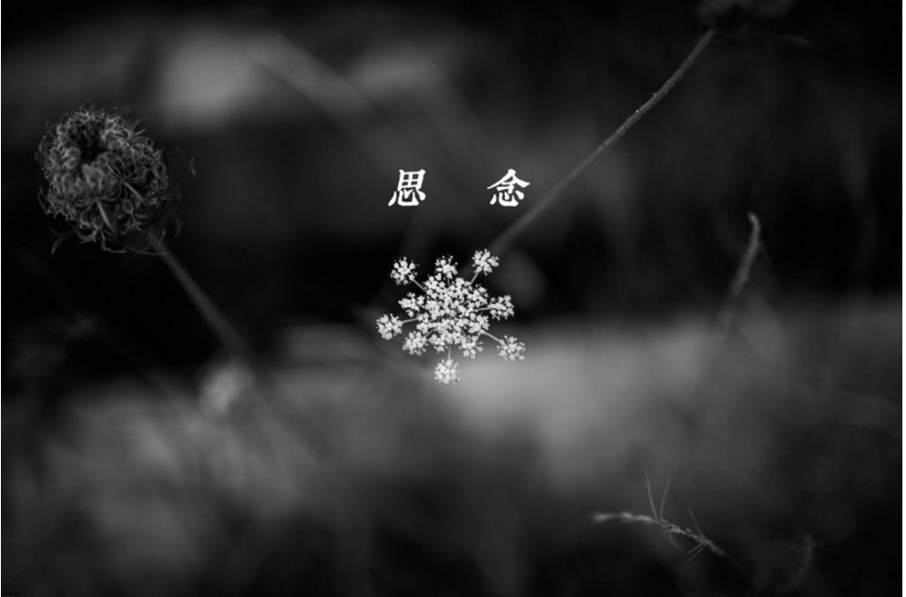 【晓荷.遇见】回望（散文）