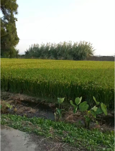 【宁静】水乡苦少年  （小说）