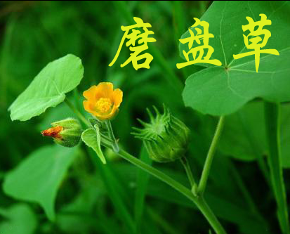 【时光】磨盘草（散文）