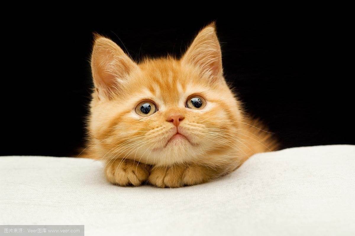 【荷塘】“猫奴”炼成记（散文）