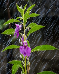 【短文】雨中花