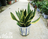 【荷塘】虎皮兰（随笔）
