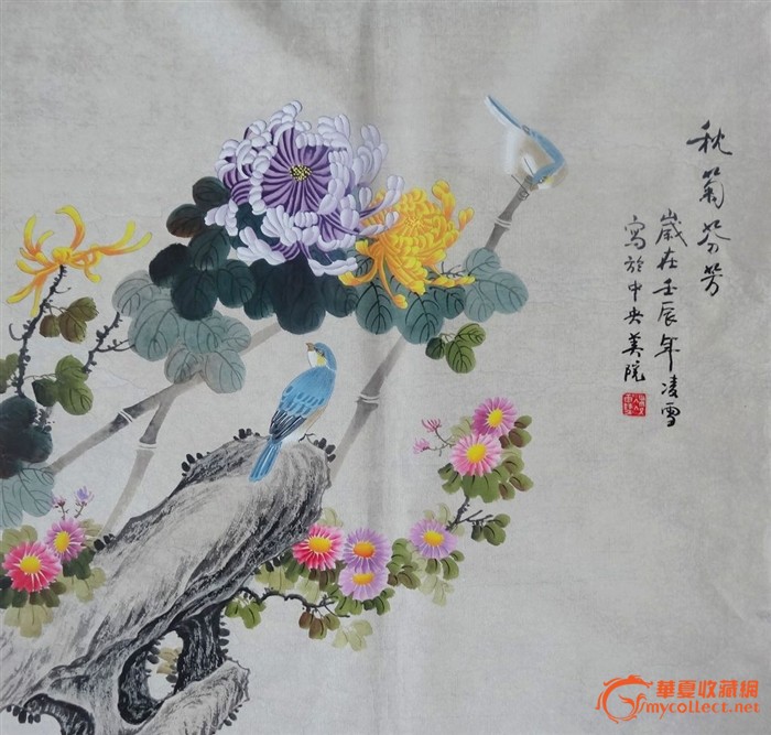 【星月】菊花又开（散文）
