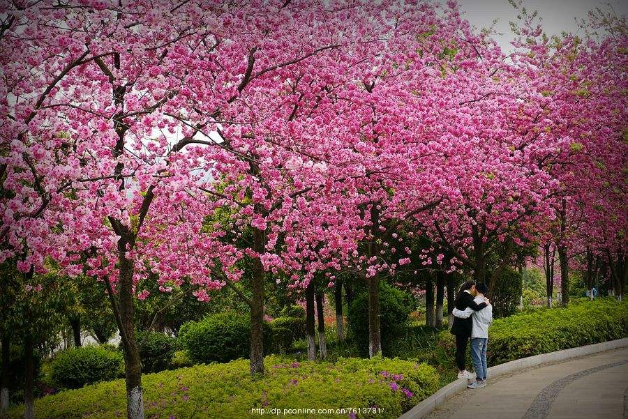 【凤凰】仰之弥高【外几首】