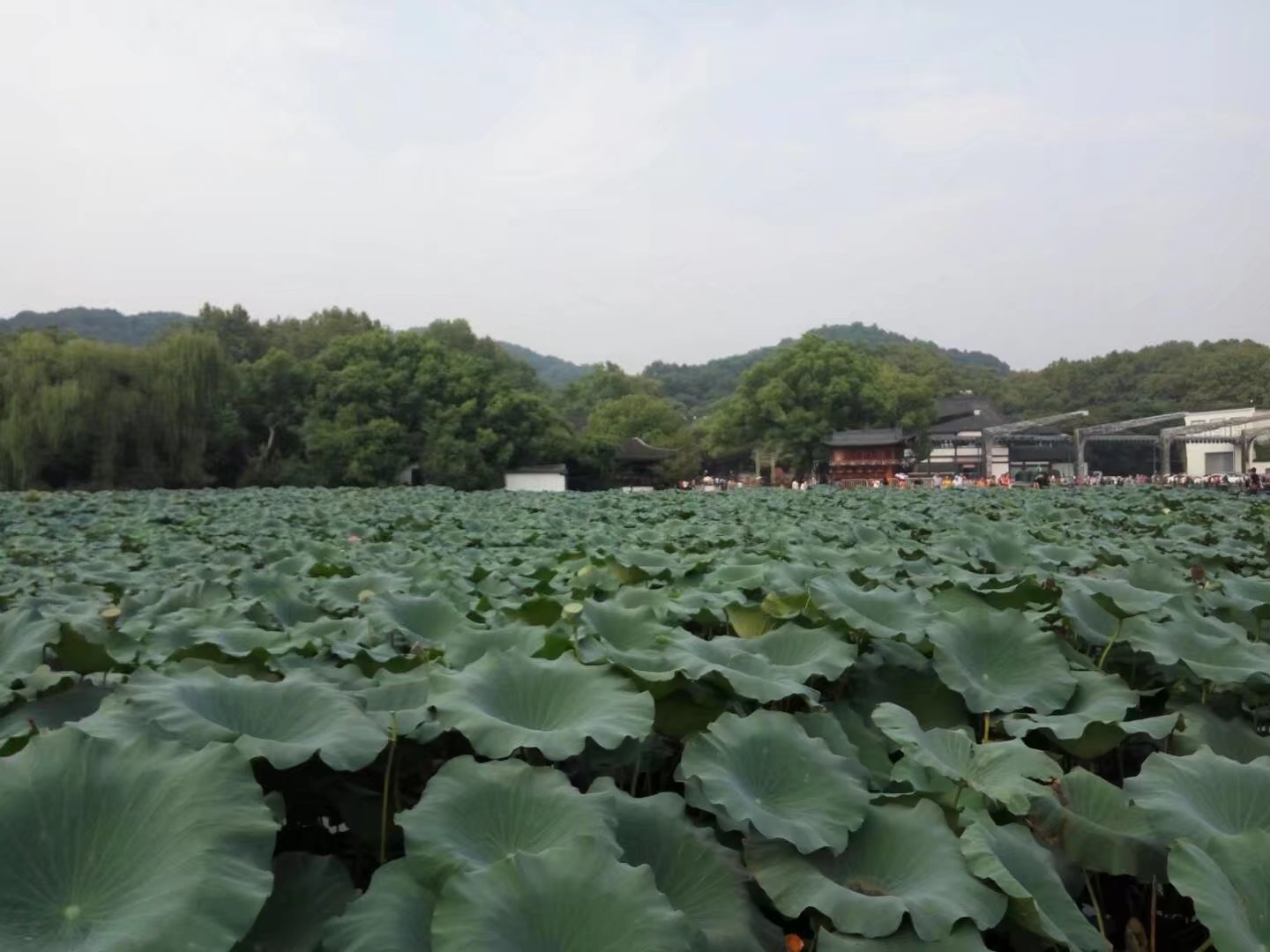 【流年·忆江南】莲，早晨的村庄（征文·外三首）