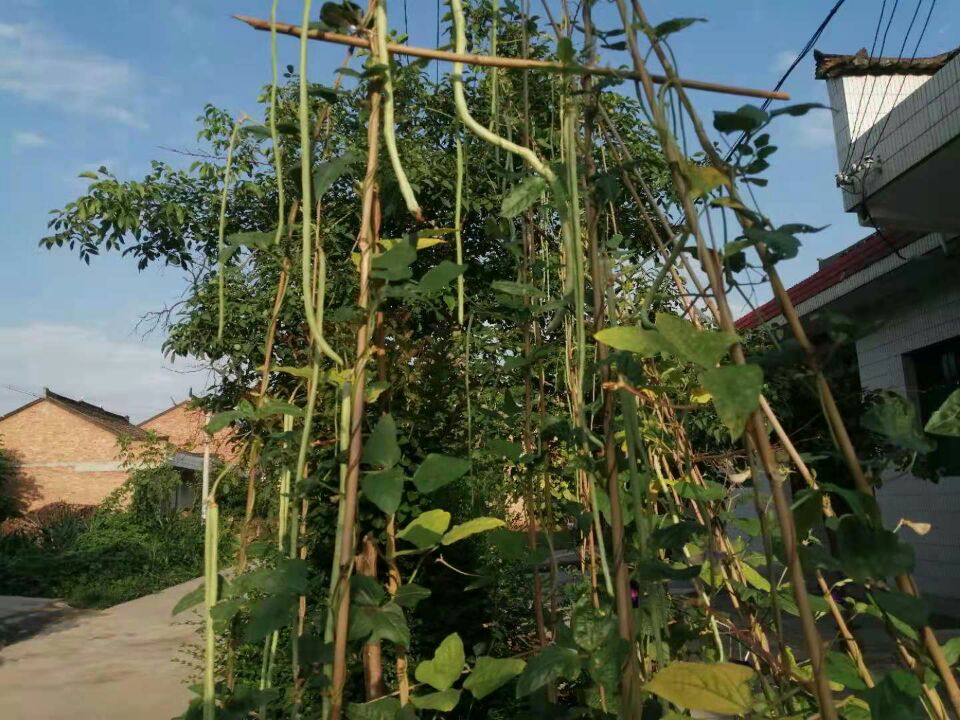 【丁香】家门口的小菜园（散文）