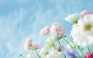 【流云】心语（散文）